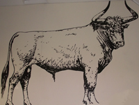 Full scale drawing of aurochs on wall of Porlock Visitor Centre