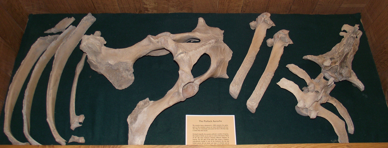 The bones on display (© ENPA 2014) Aurochs bones within cabinet on display